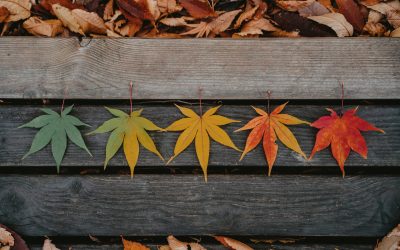 Top 5 Fundraising Seasons Every Client should Take Advantage Of